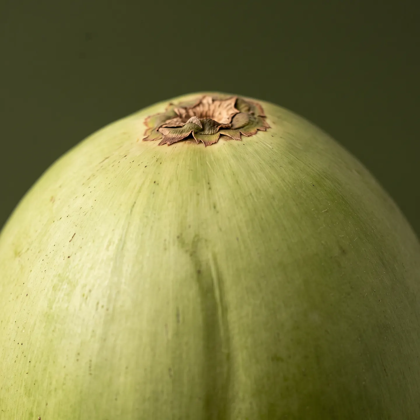Detalhe do cálice marrom em estrela no topo do coco, sobre a casca verde-clara.