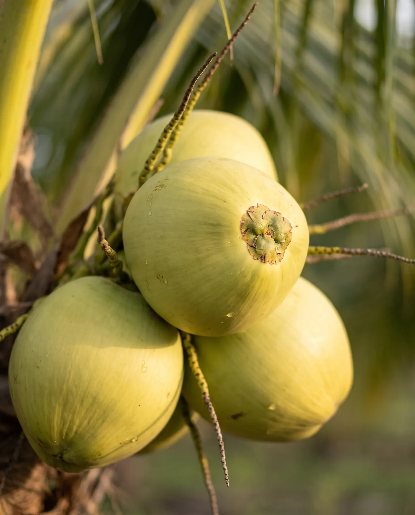 Cacho de cocos verdes com gotas de orvalho sobre a casca lisa.