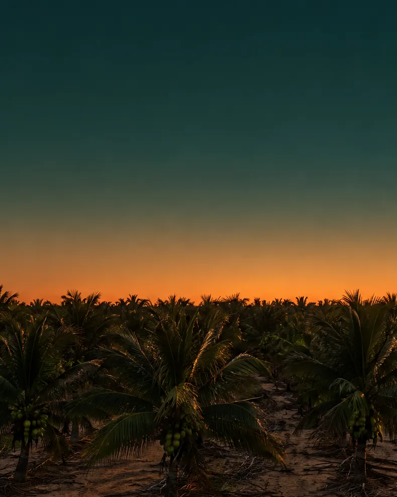 Fileiras de coqueiros contra o céu do pôr do sol, com uma faixa laranja no horizonte.