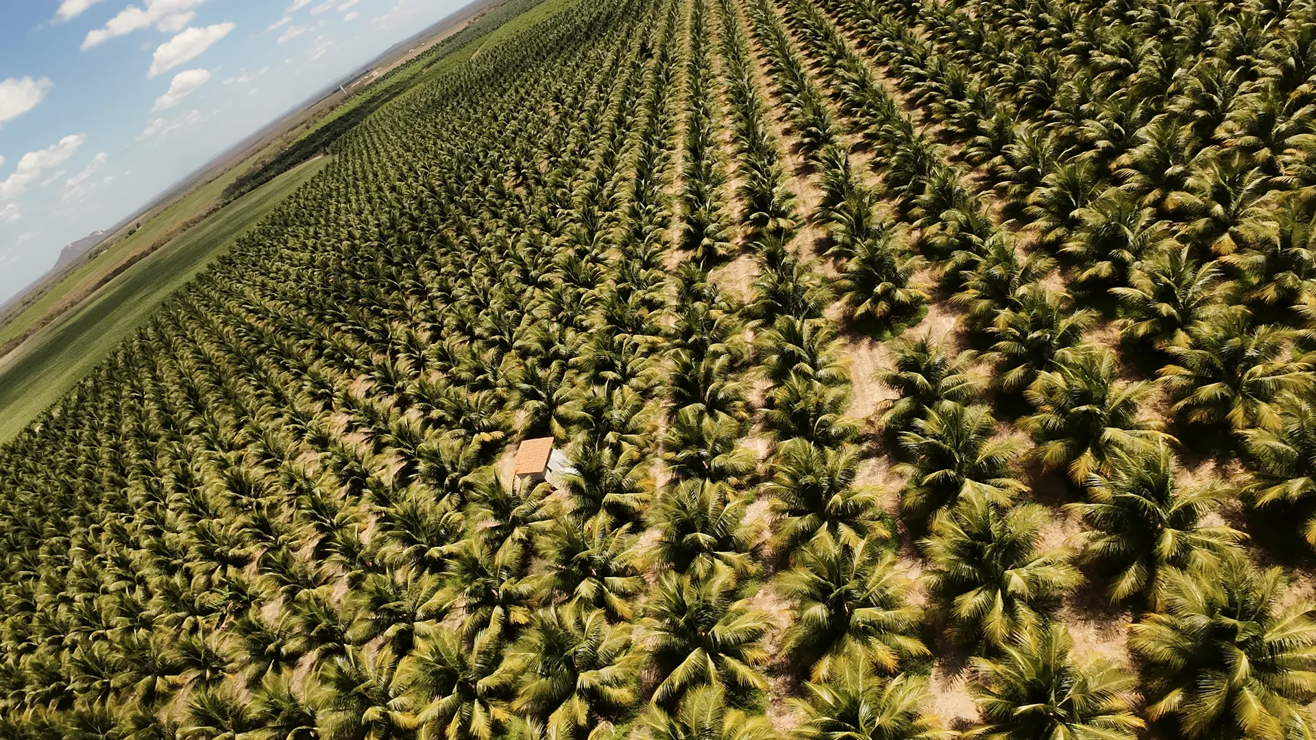 Vista aérea da fazenda, com fileiras regulares de coqueiros anões sobre solo claro e uma construção ao centro.
