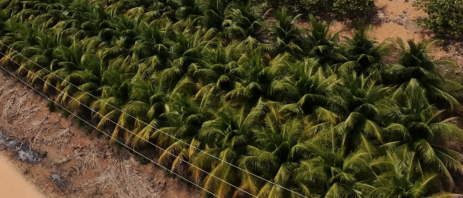 Panorâmica de um bloco de coqueiros anões da fazenda, com o solo claro entre as fileiras.