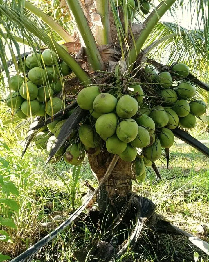 Coqueiro anão com cachos de cocos verdes pendendo na altura do peito, sobre solo de areia clara.