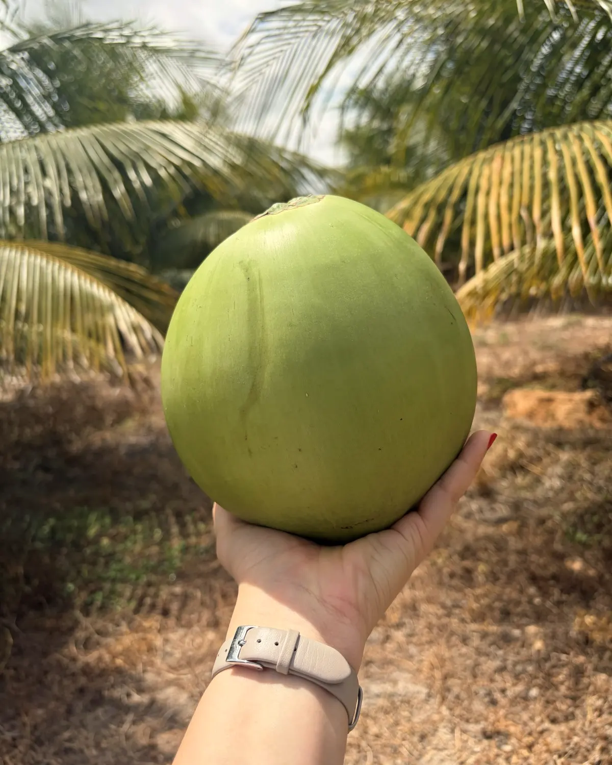 Coco maduro apoiado na palma de uma mão aberta, com casca verde-clara lisa e pontinhos escuros.