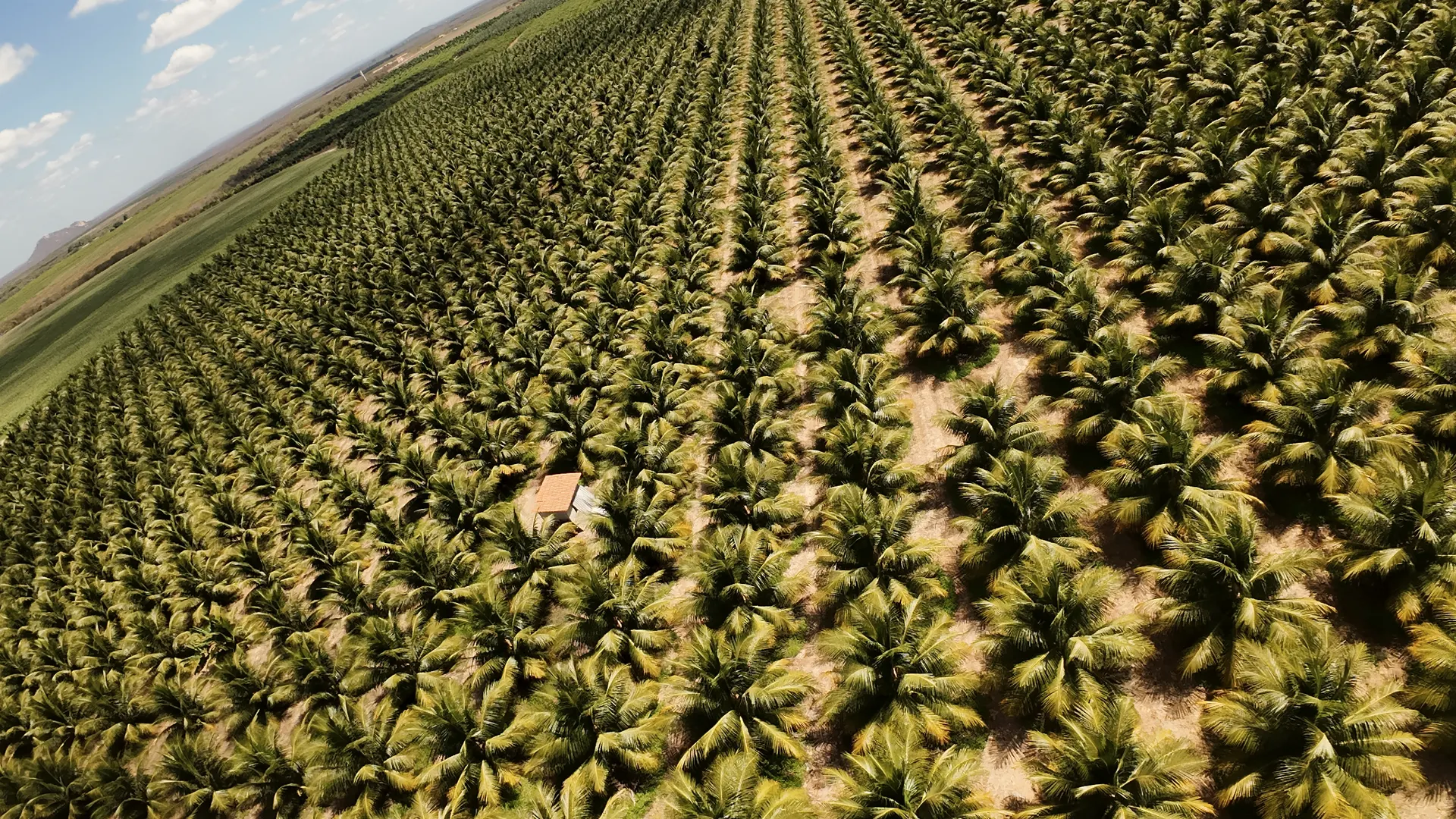 Cacho de cocos verdes num coqueiro anão, em plano fechado.